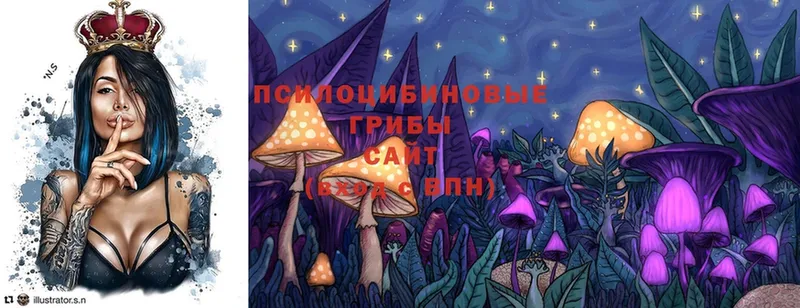 Галлюциногенные грибы Psilocybe  Юрьев-Польский 